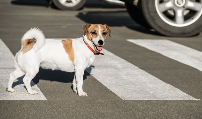Road Traffic Accident – How to help your pet accident