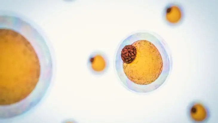How immune cells use fat to fight infection