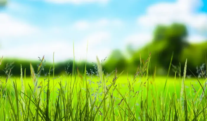 The worst hay fever is coming! hay