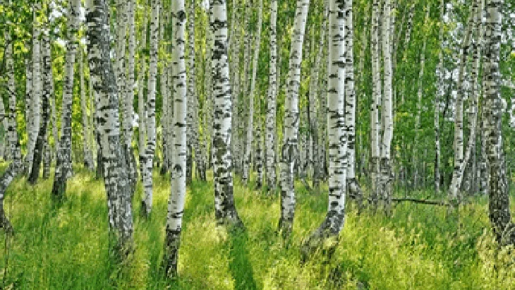 Dancing with Trees, a new immersive exhibition