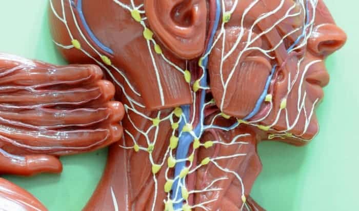 New AI model detects ninety percent of lymphatic cancer cases