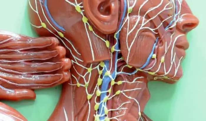 New AI model detects ninety percent of lymphatic cancer cases