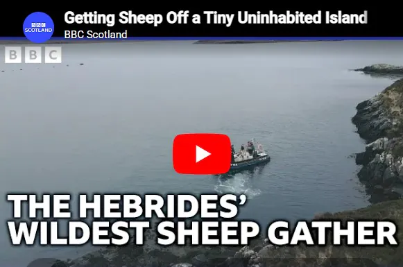 Getting sheep off a tiny uninhabited island