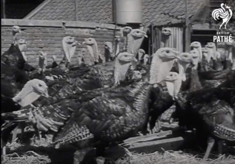 Happy thanksgiving to all of our US friends