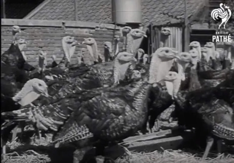 Happy thanksgiving to all of our US friends