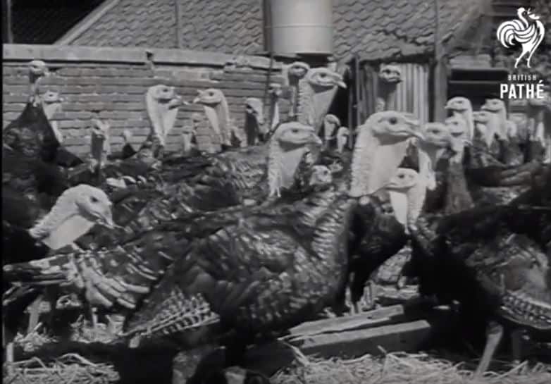 Happy thanksgiving to all of our US friends