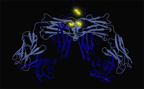 Study of antibodies for new cancer treatments