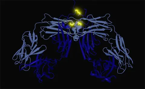 Study of antibodies for new cancer treatments antibodies