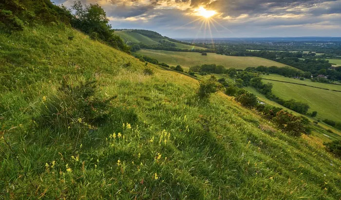 In A South Downs Way avocado