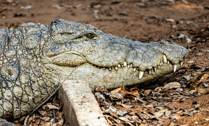 3D Printing for Jaw Bone Reconstruction
