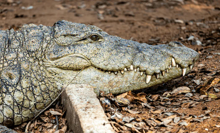3D Printing for Jaw Bone Reconstruction jaw bone