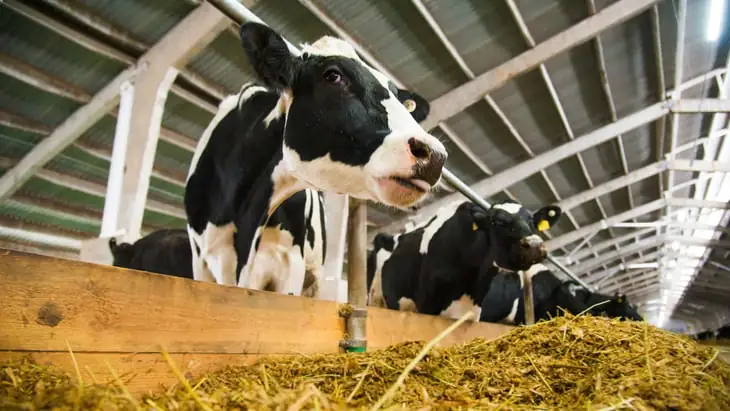 EU plan to tackle antimicrobial resistance