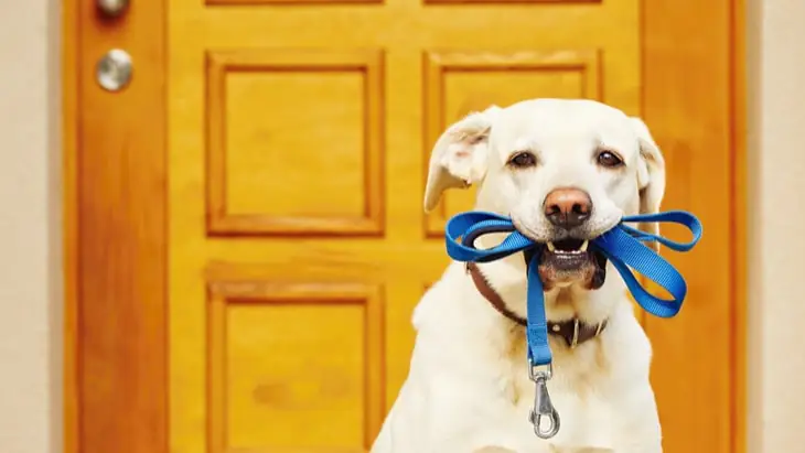 Dog walking to ward off decline