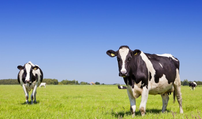Dairy for child health