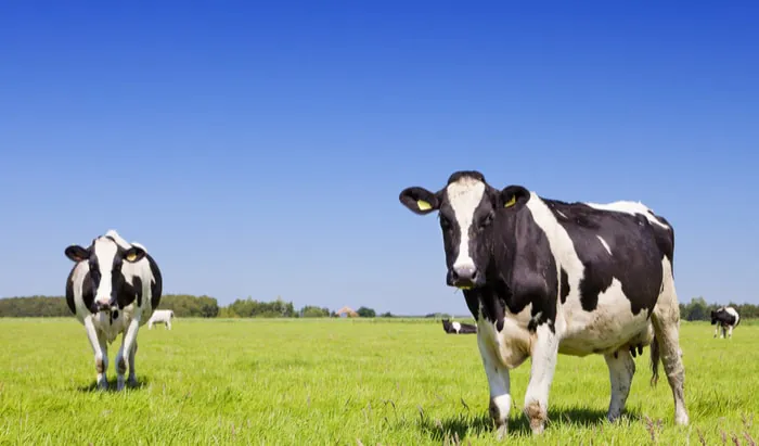Dairy for child health