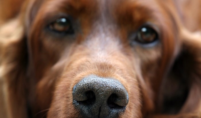 Amazing dogs can help detect disease