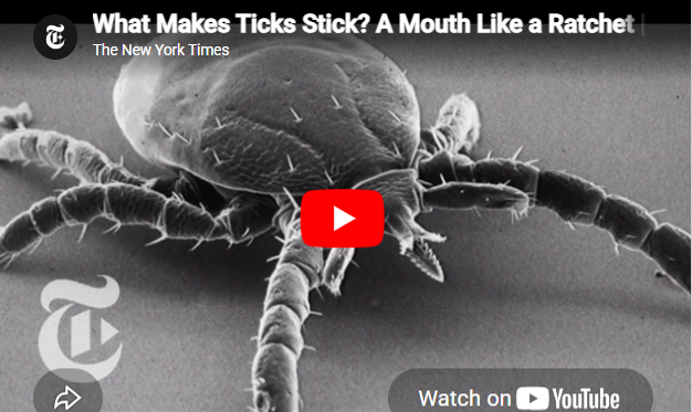What makes ticks stick? tick