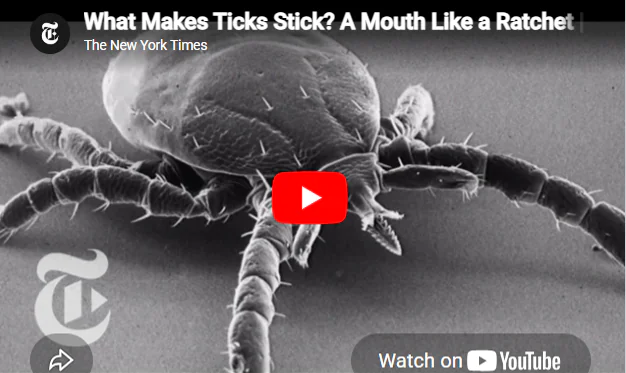 What makes ticks stick? tick