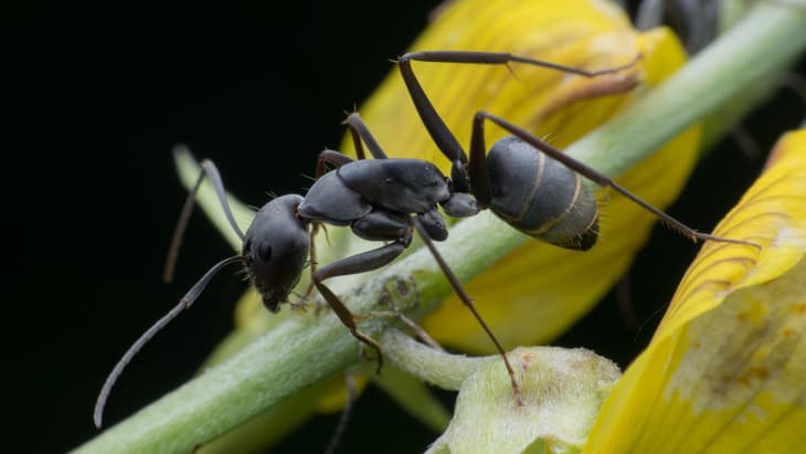 Ants may defeat MRSA