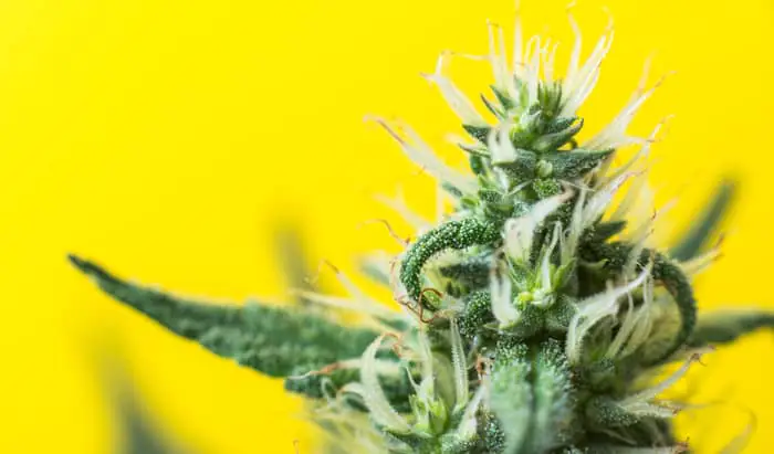 Cannabidiol could treat psychosis