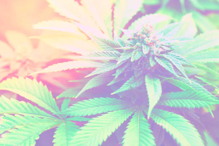 Study finds cannabidiol may improve behaviour for kids with intellectual disabilities