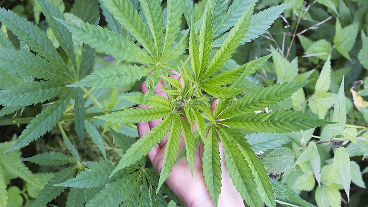 The highs and lows of cannabinoid