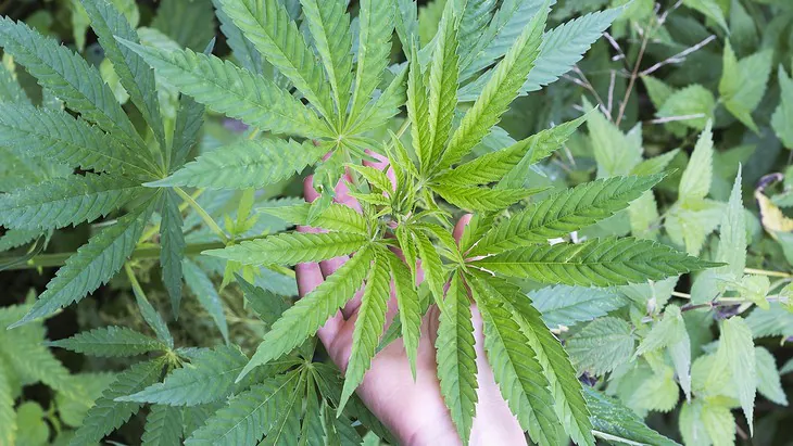 The highs and lows of cannabinoid CBD