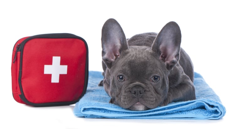 Why learning first aid for your dog is so important first aid for dogs
