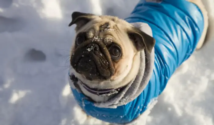 How to help a choking dog