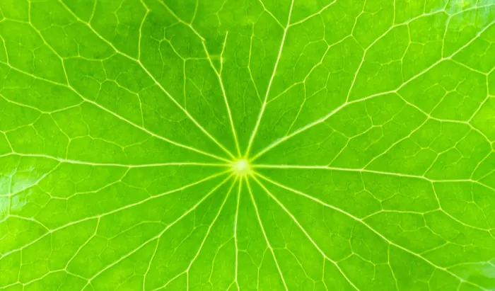 A conventional and complementary practice tobacco