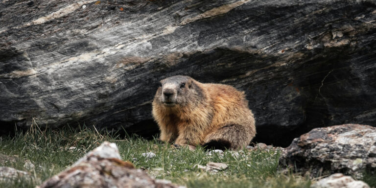 Groundhog day 2023