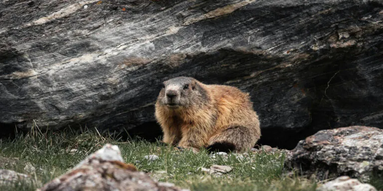 Groundhog day 2023