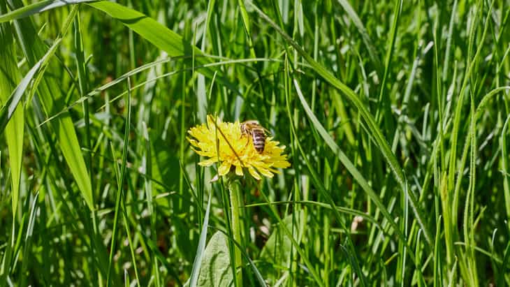 Longer immunotherapy for hay fever