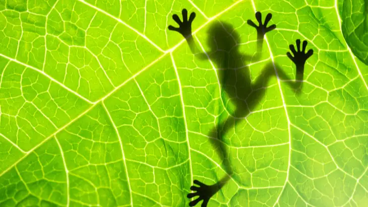New smartphone game lets you solve real-world ecological puzzles