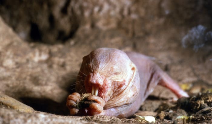 Are mole rats the key to curing cancer and dementia?