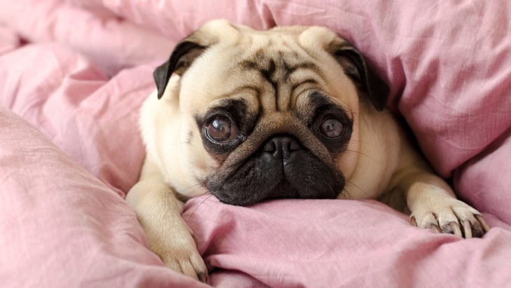 5 signs of strokes in dogs