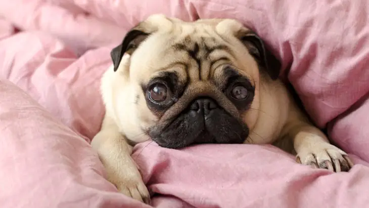 5 signs of strokes in dogs