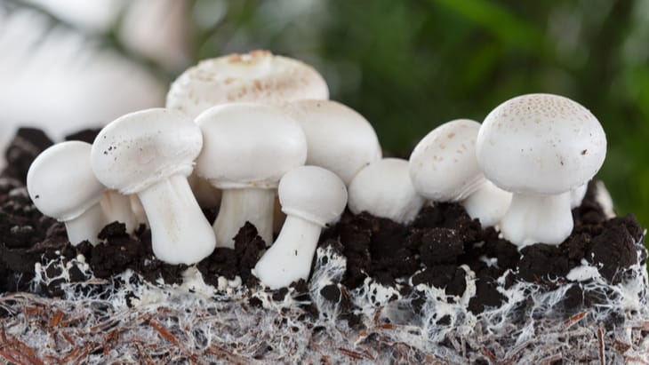Fungus leather substitute could be eco-friendlier