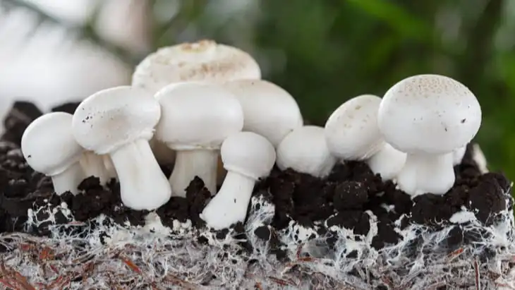 Fungus leather substitute could be eco-friendlier