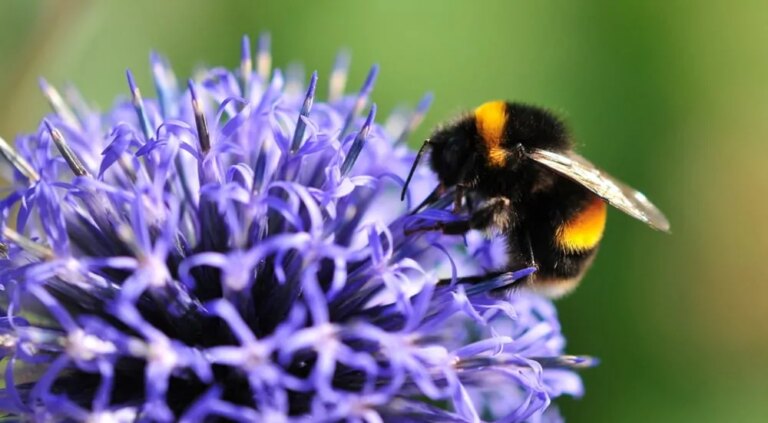 Nature and Mental Health