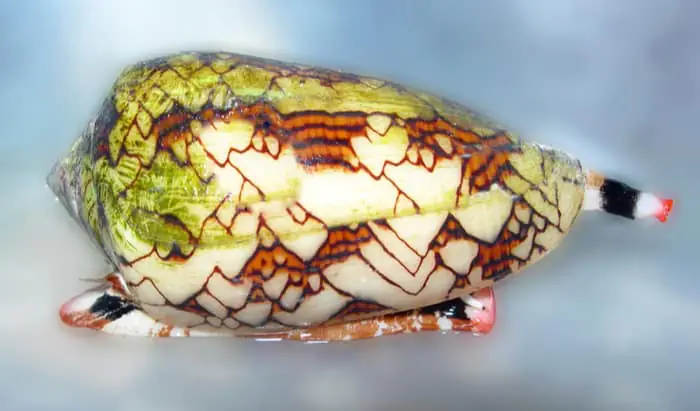Analgesic power potential of venom