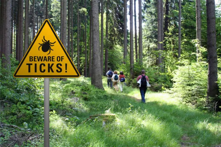 Ticks and the danger of Lyme disease for you and your dog