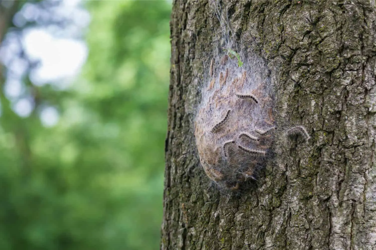 Life threatening dangers of Oak Processionary Moths oak