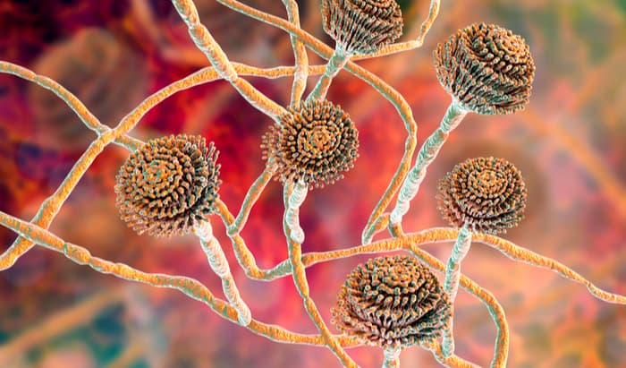 Environmental mould infecting people