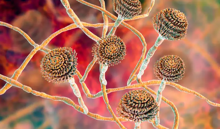 Environmental mould infecting people