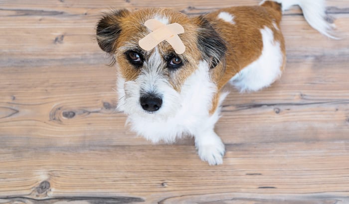 7 First Aid Tips that could save your dog’s life