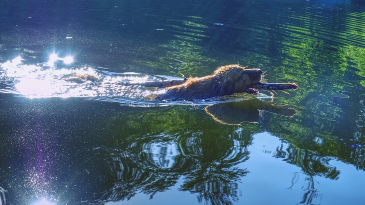 Blue-green algae can be fatal to your dog