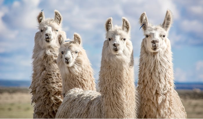 Engineered antibodies from llamas neutralise COVID-19 virus