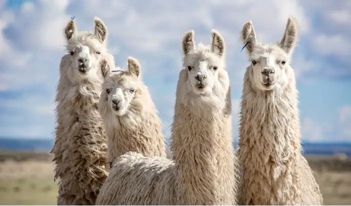 Engineered antibodies from llamas neutralise COVID-19 virus