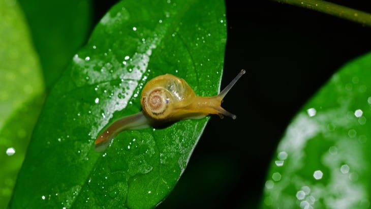 The fight against neglected tropical diseases